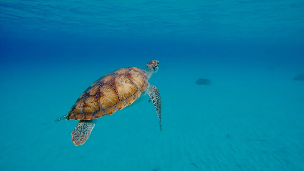 Schildpad in zee bij Curaçao